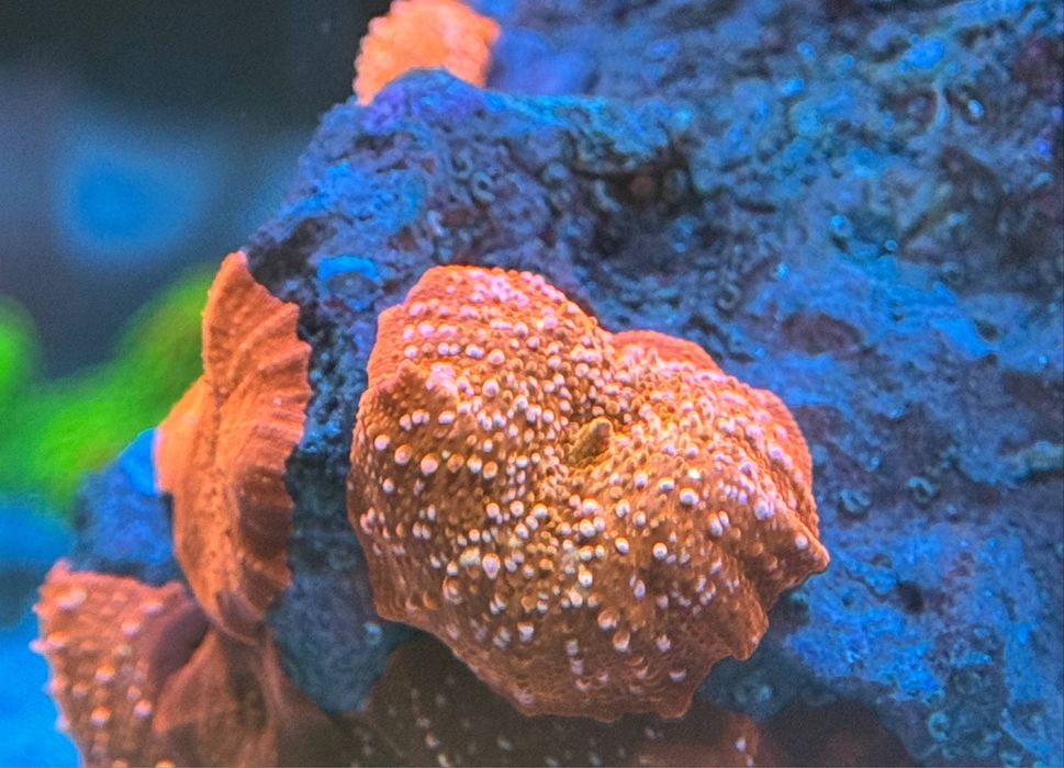 Miękkie koralowce discosoma i ricordea
