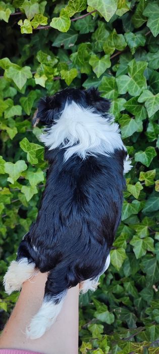 Yorkshire terrier suczka biewer