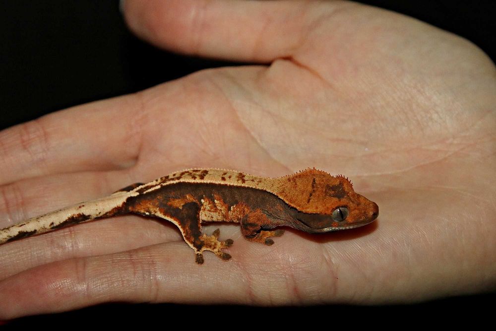 Gekon orzęsiony Pinstripe tri colour