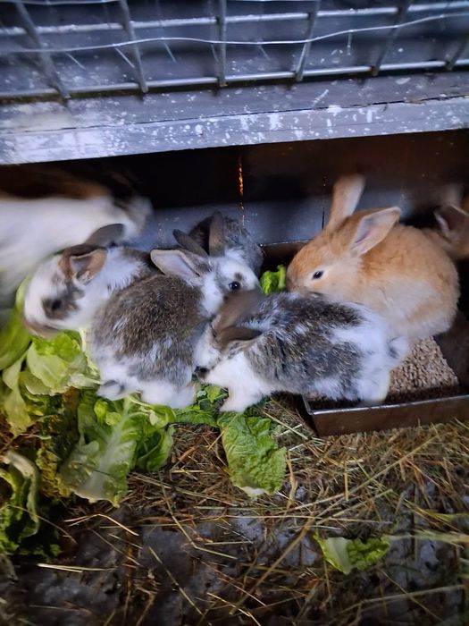króliki belgijskie olbyrzmy