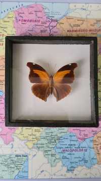 Motyl w gablotce Historis odius orion cecropian Peru