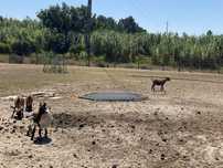 3 cabras anãs e um bode anão