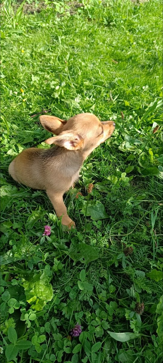 Chihuahua piesek