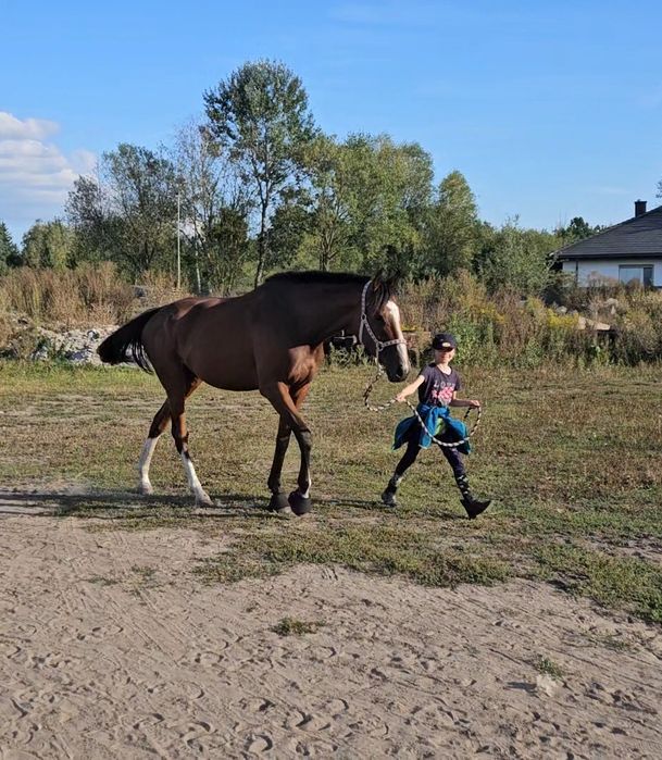 Klacz xx 4,5 roku, 164 cm wzrostu, zdrowa i grzeczna