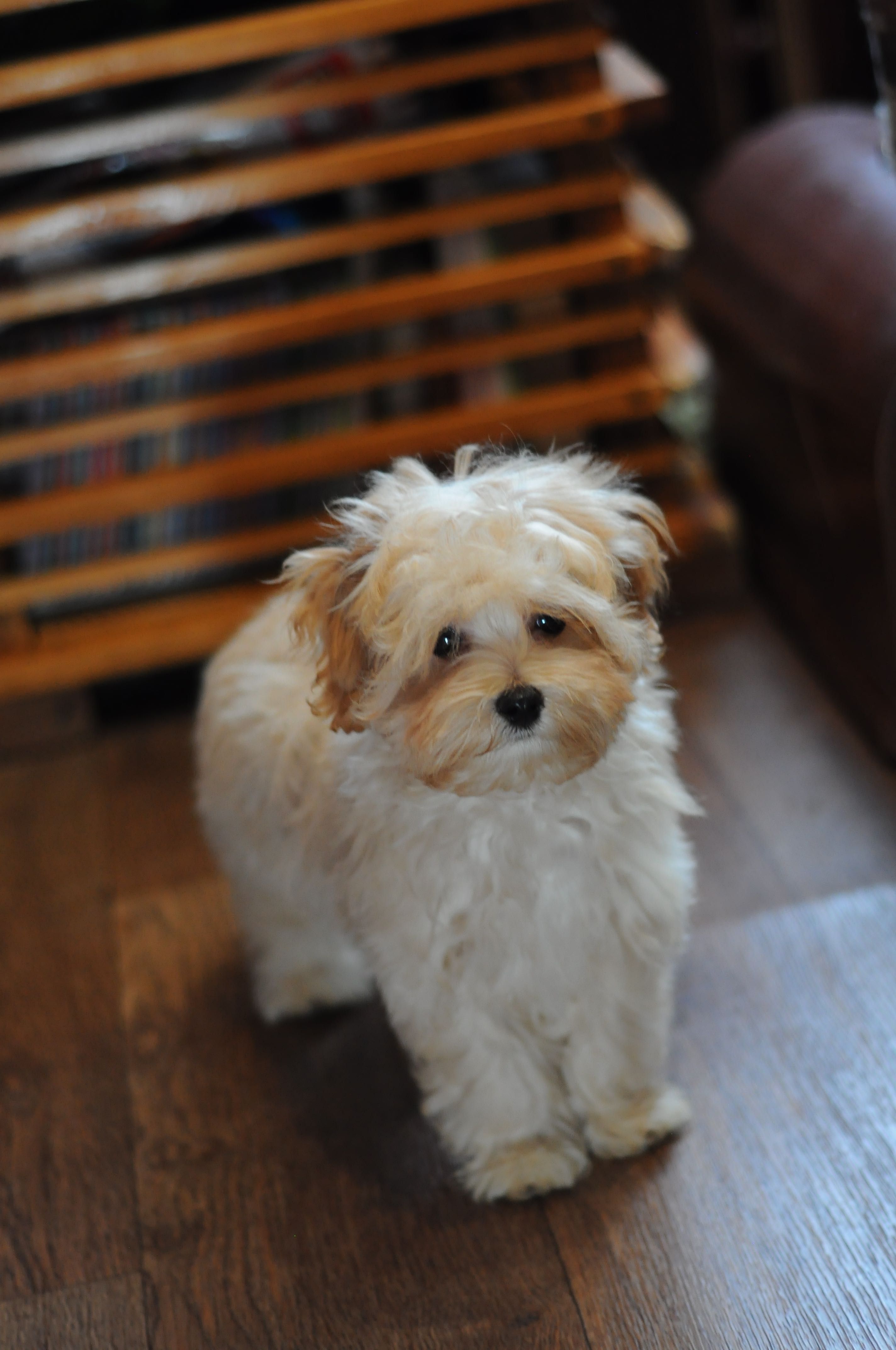 Шикарна супер міні дівчинка Мальтіпу, 7 міс, Maltipoo F1