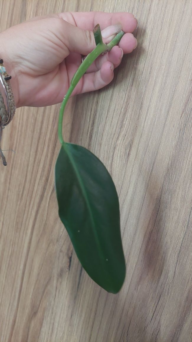 Philodendron Mexicanum