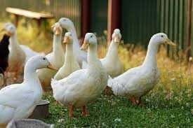 gęsi /gęsina ekologiczne okazja