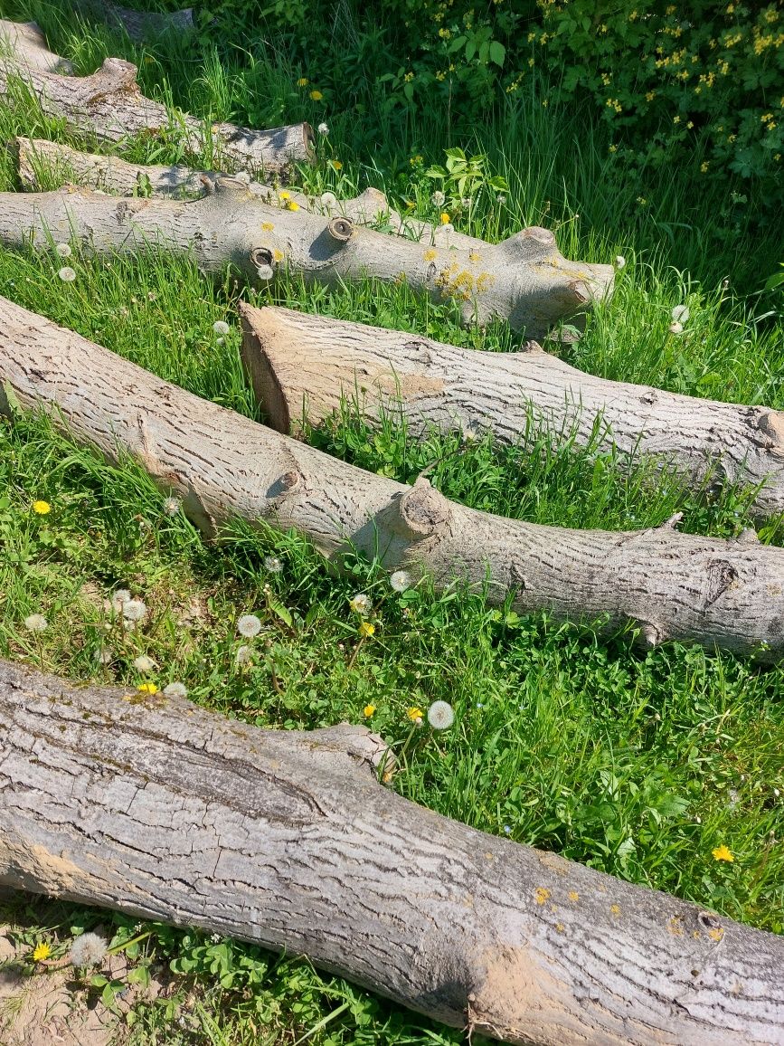 Drewno kłody orzech włoski na deski