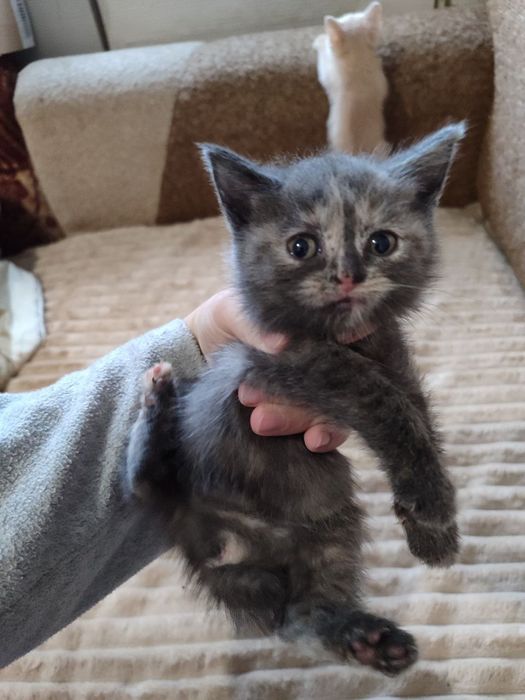 кошеняти безкоштовно!