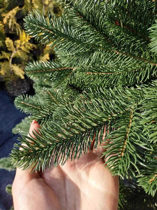 Штучна ялинка Ковалівська 1.8 м • Лита преміум-хвоя • Як жива