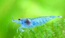 Krewetka Blue Jelly