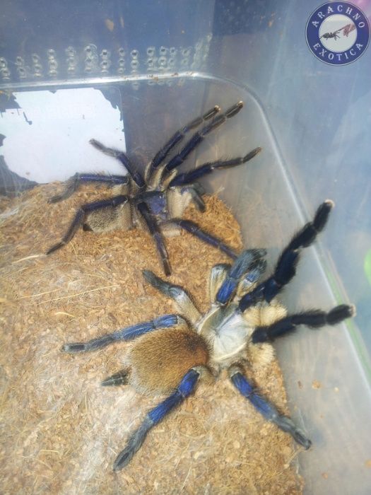 Пауки птицееды скорпионы террариумы корм от клуба "ArachnoExotica"