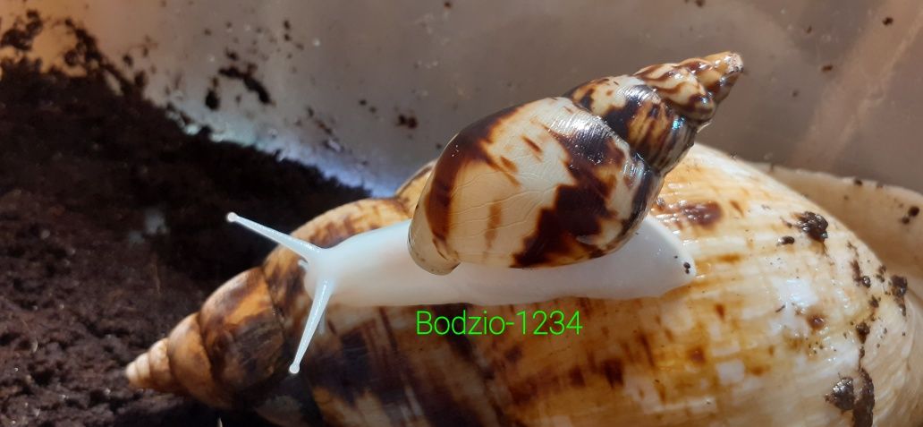 Wysyłka - Ślimaki afrykańskie Achatina Reticulata Albino - GIGANTY -
