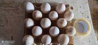 яйце для інкубації оптом