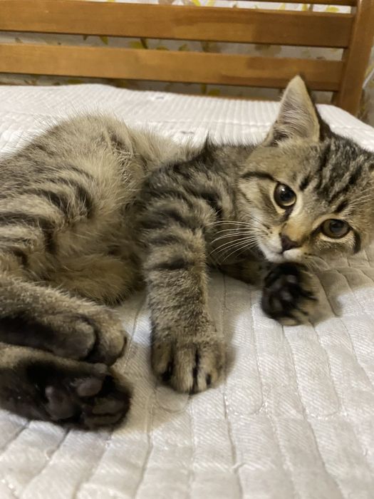 Віддам в добрі руки!