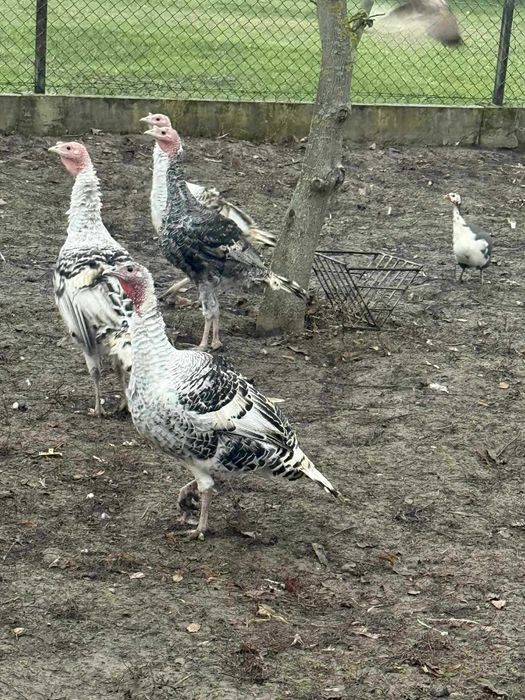 Inydki Młode Tegoroczne Lub Dwuletnie