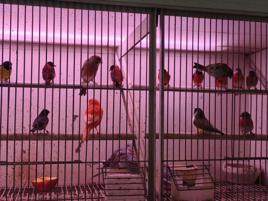 Cardinalitos bonitos