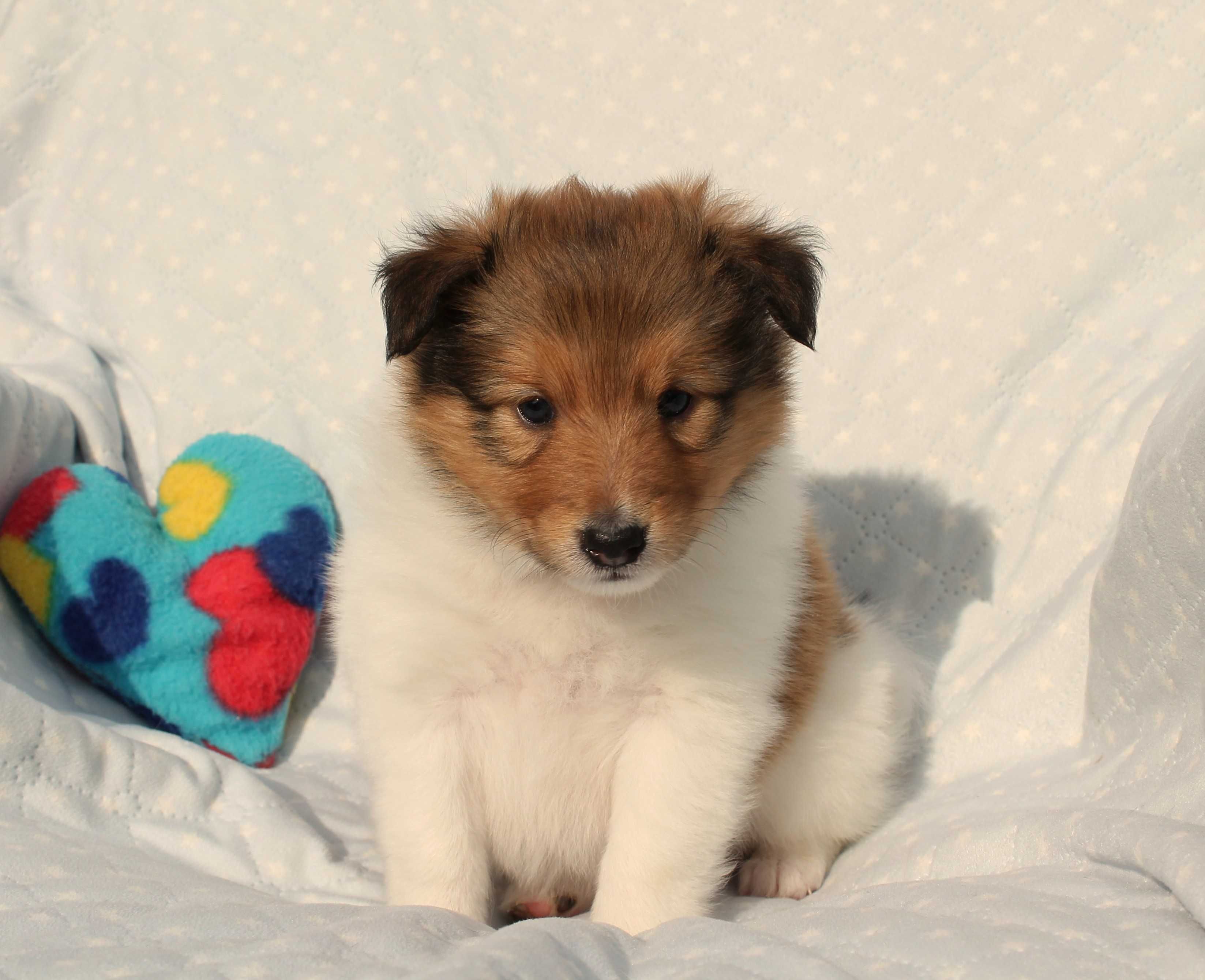 Owczarek  szetlandzki-sheltie  piesek z rodowodem FCI