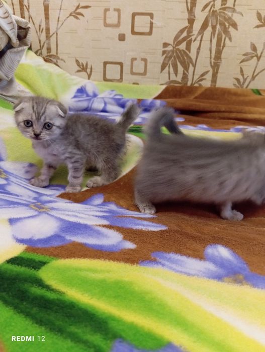 Шотландские котята
