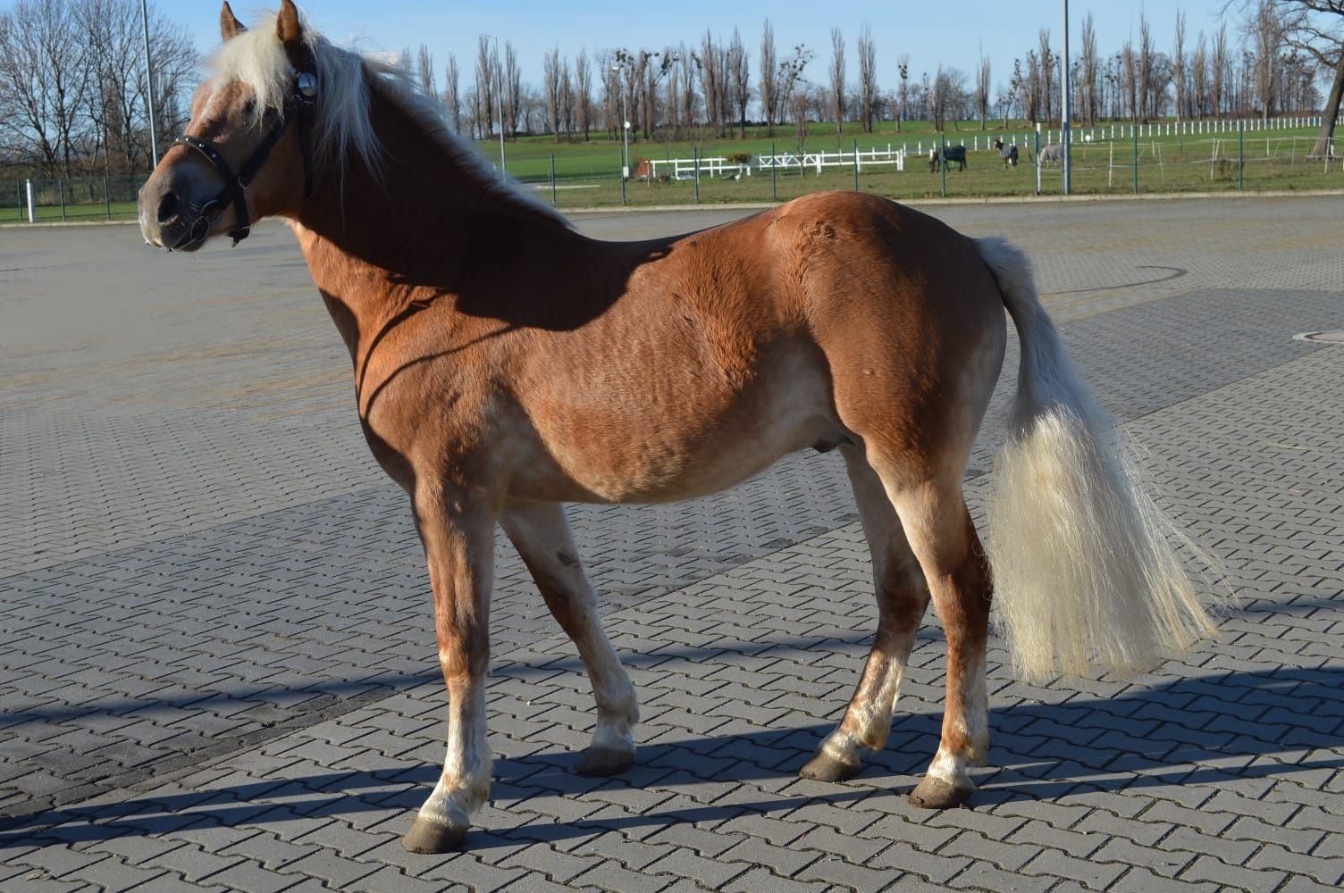 Stanówka ogierem rasy Haflinger