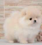 !!! Mały mini miś pomeranian
