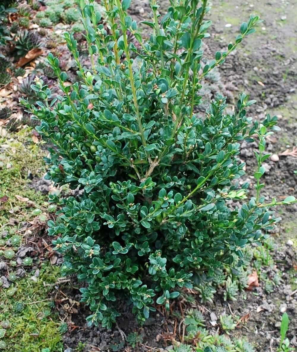 Bukszpan drobnolistny 'John Baldwin' Buxus 069