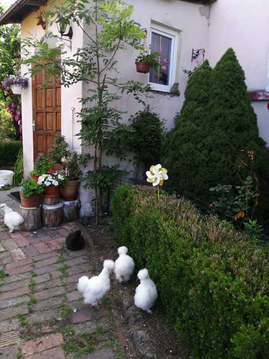 Sprzedam jajka Silek do wylegu