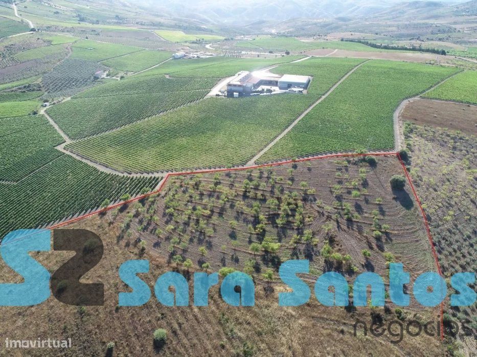 Terreno Região Demarcada do Douro. Com uma área de 32 hectares-Frei...