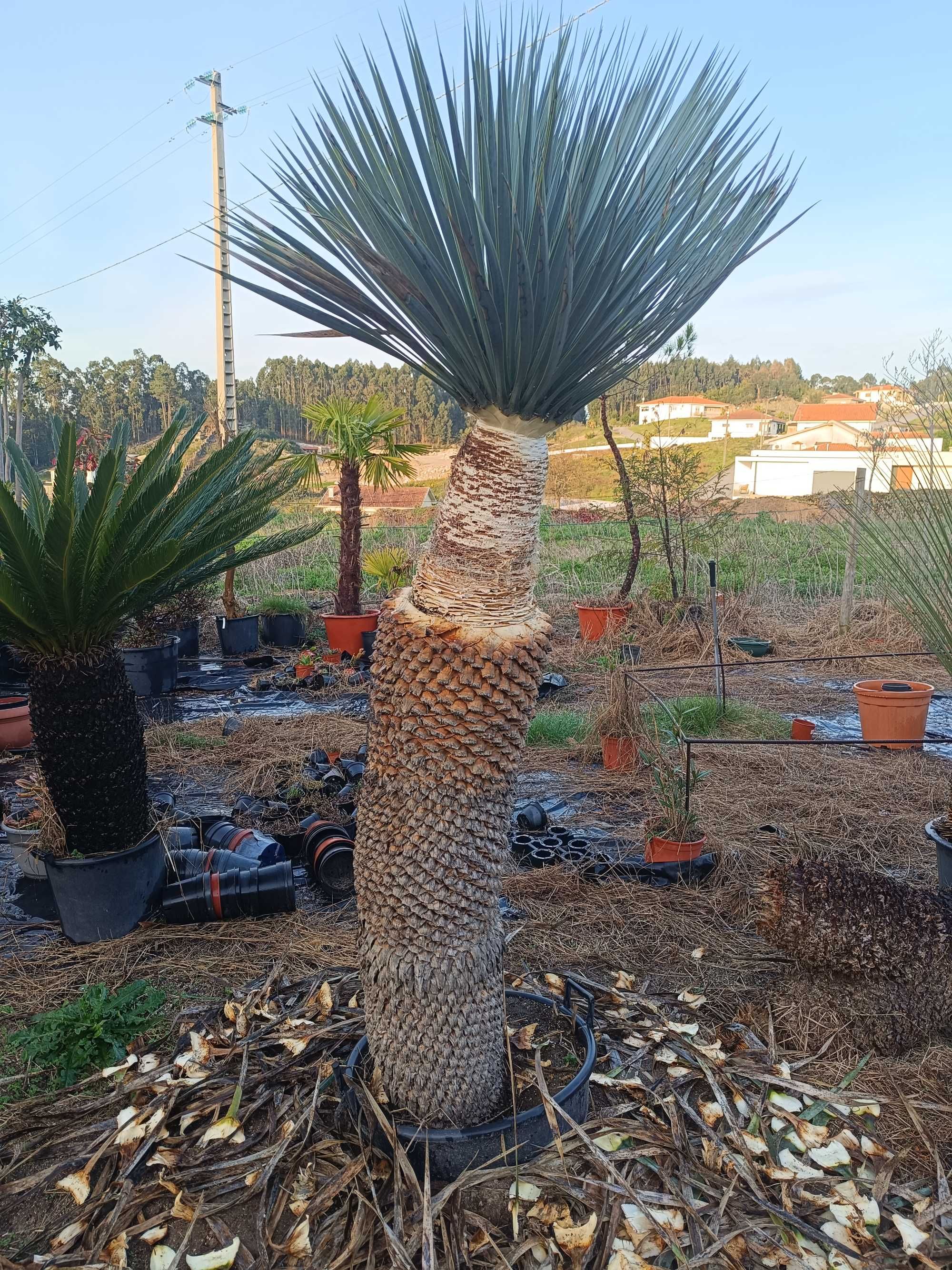 Yucca rostrata para jardim