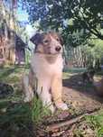 Owczarek szkocki collie