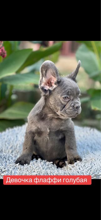 Флаффи! Голубая малышка!