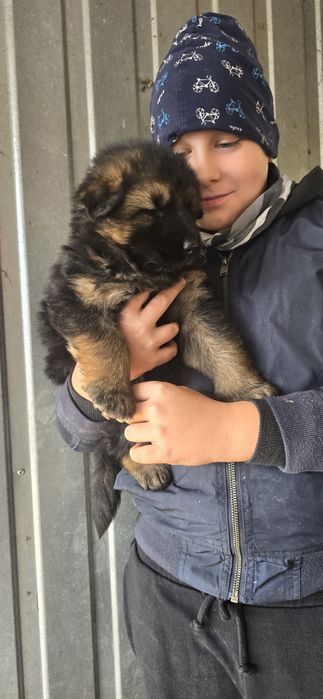 Owczarek niemiecki dlugowlosy