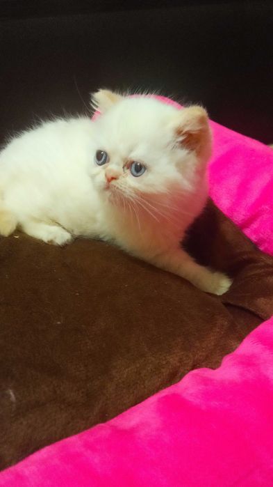 Маленька принцеска