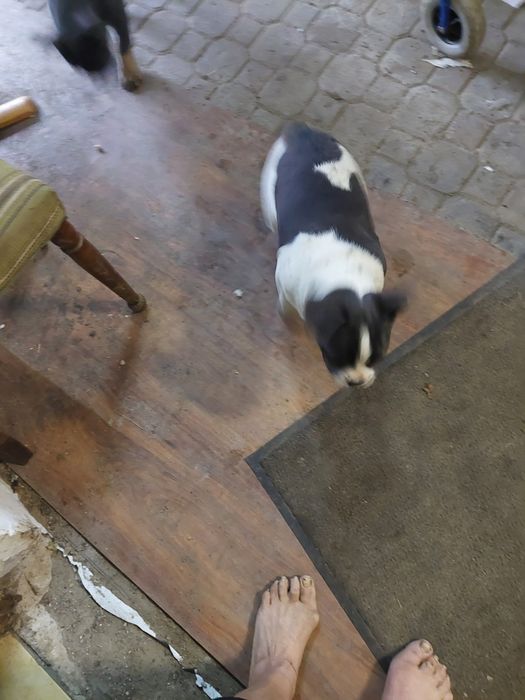 Buldog francuski  blue tan