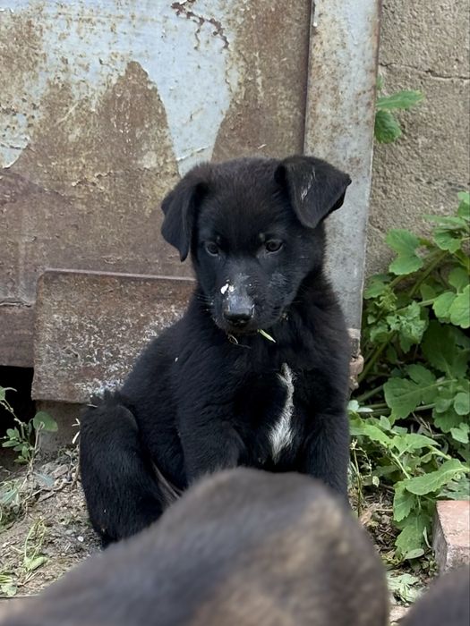 Хлопчисько шукає родину,цуценя ужгород
