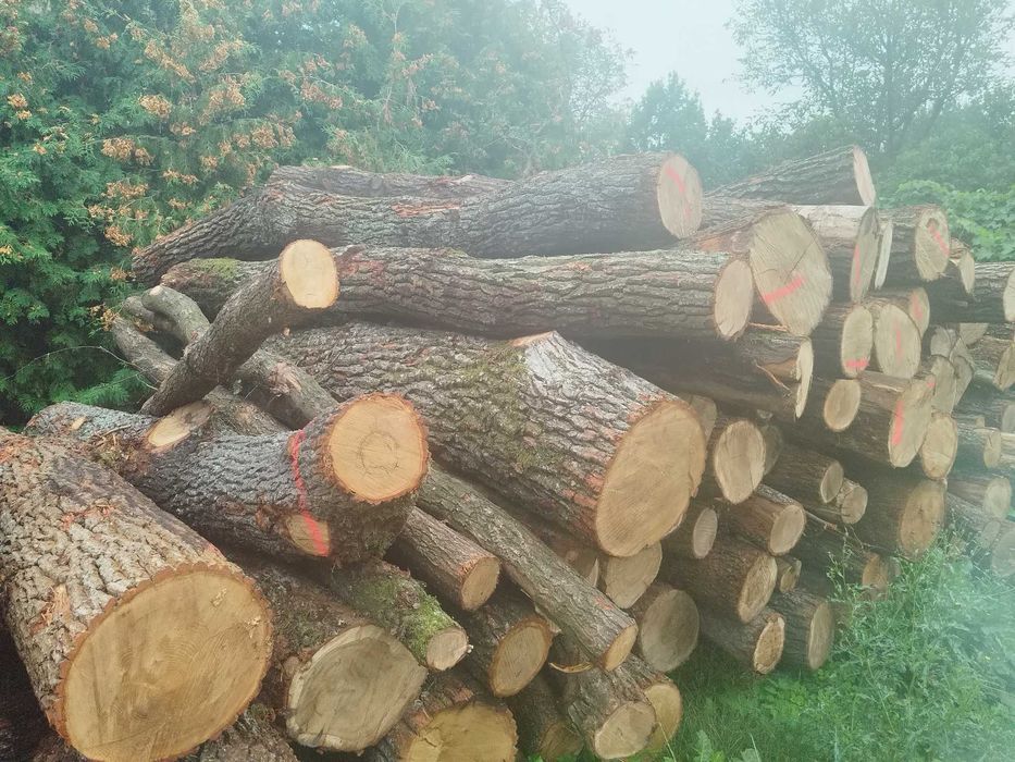 Drewno opałowe Dąb brzoza buk