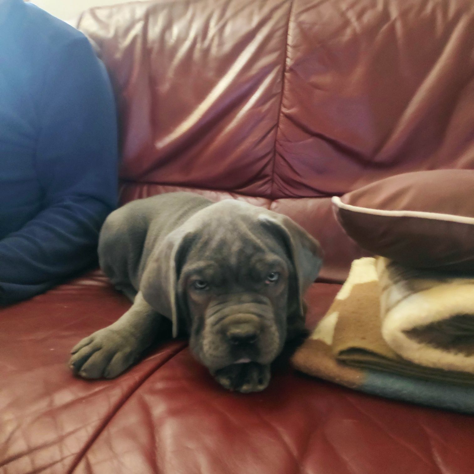 Cane corso niebieskooki samczyk z metryką FCI