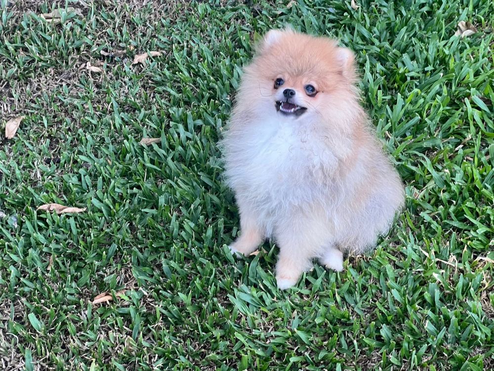Lulu da pomerânia macho
