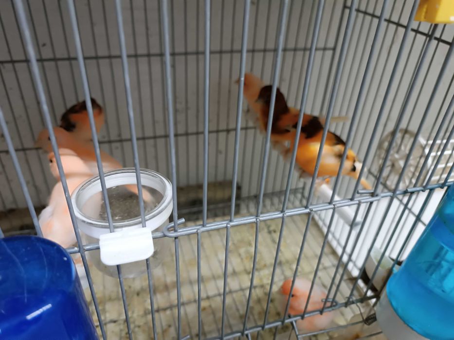 Canários de qualidade