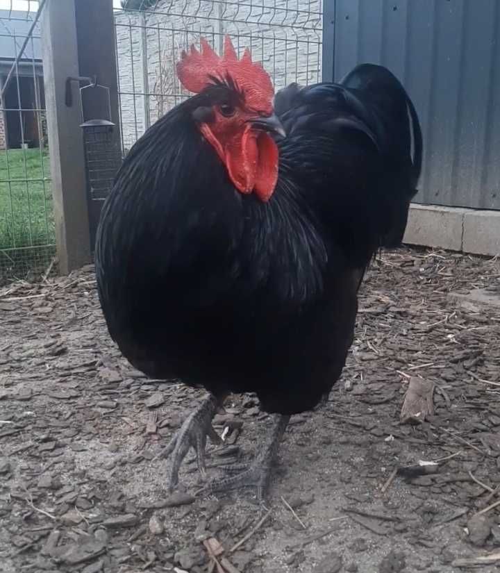 Jajka lęgowe Australorp