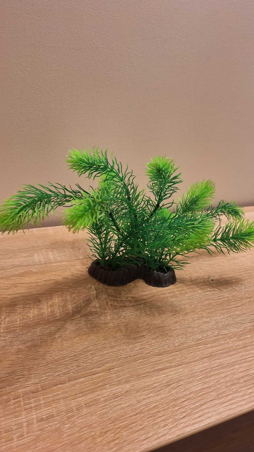 Roślinka akwariowa Nowa 28 cm