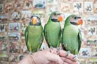 Александрийский попугай,птички,говорящие