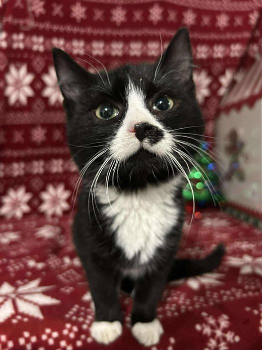 Brad – najmłodszy kociak z Kotulni szuka kochającego domu!