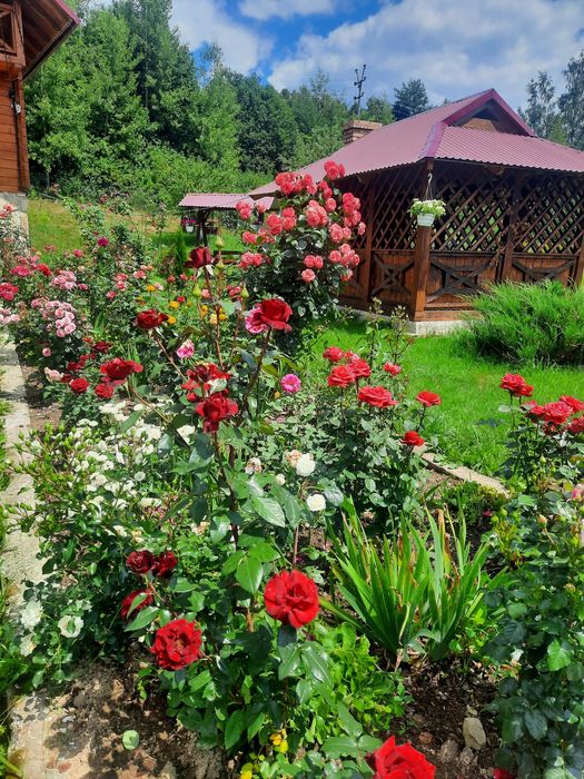 Затишний відпочинок  у Карпатах