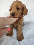 Mini Golden Doodle f1b