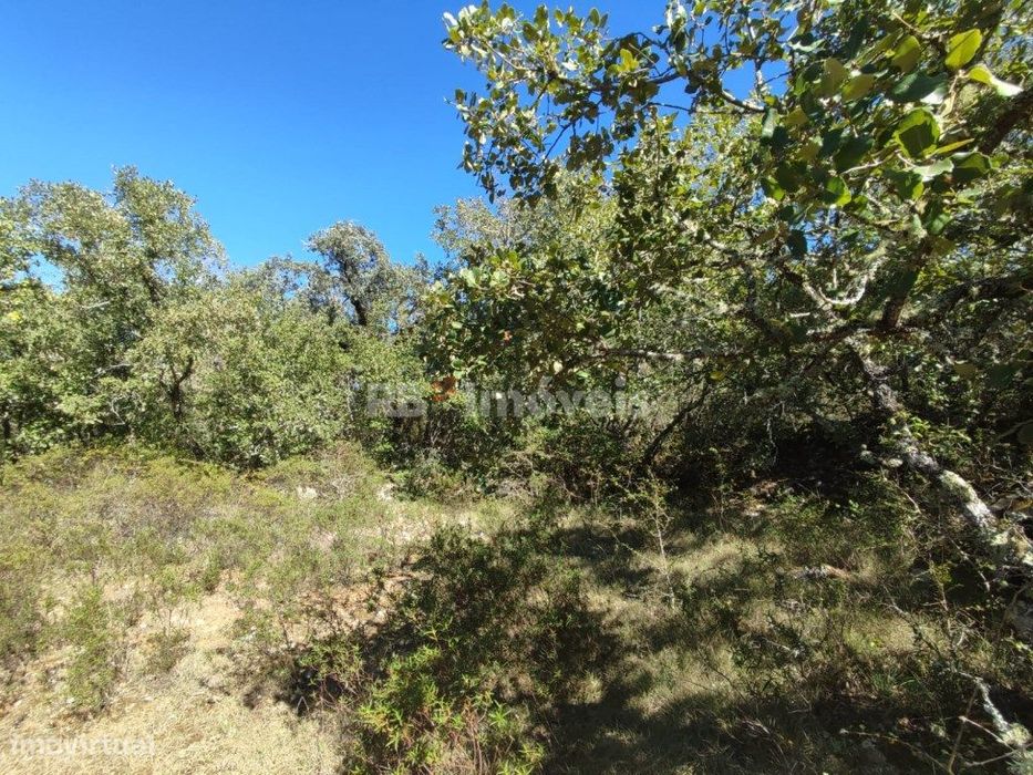 Terreno Rústico com 4200 m² - Casas Velhas, Tomar