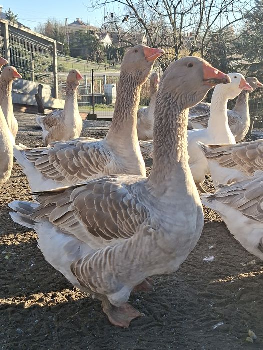 Gęś tuluska samica