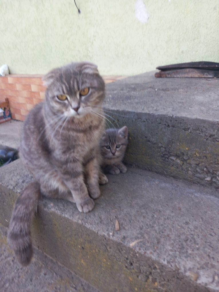 Котята девочки прямоухие