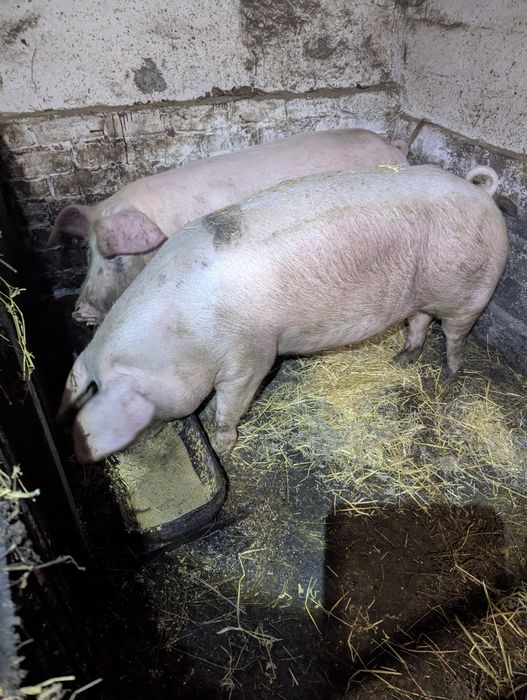 Свині. Живою вагою