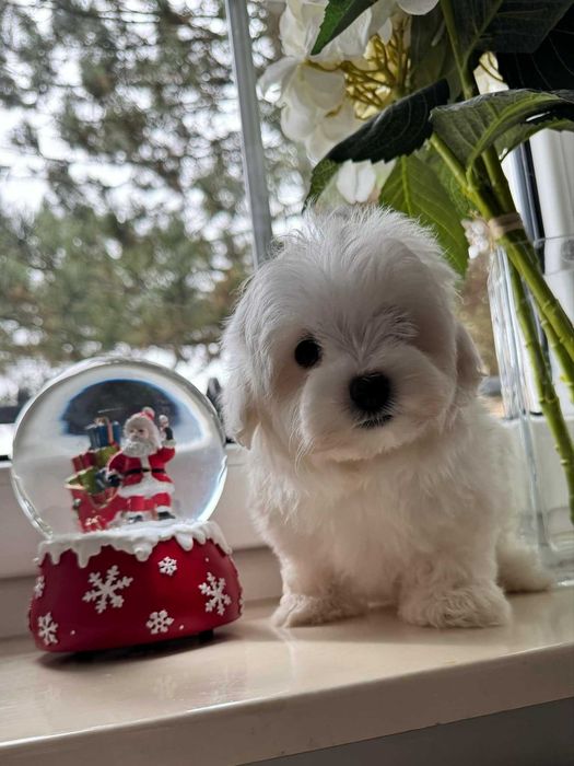 Maltańczyk Piesek z Rodowodem. Chip, Umowa.